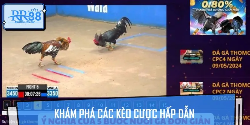 Đặt cược đá gà RR88 với các kèo siêu hấp dẫn