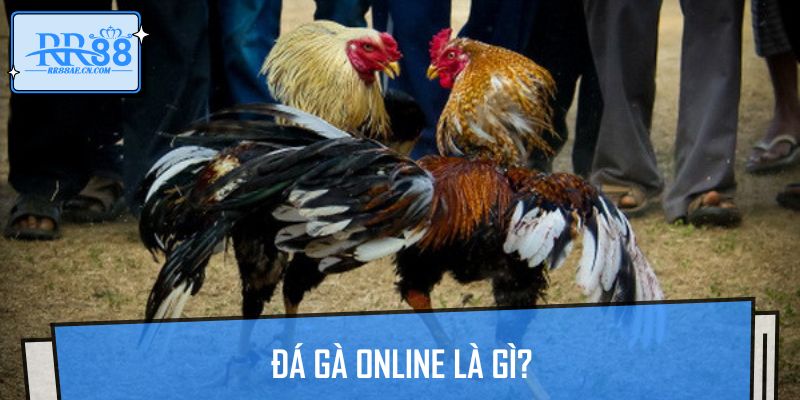 Hình thức đá gà online đang thu hút nhiều cược thủ tham gia