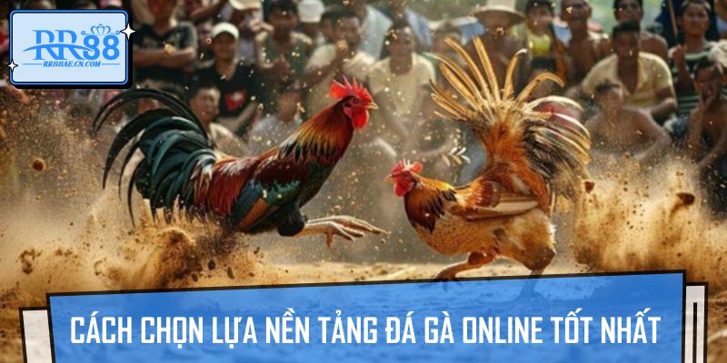 Cách chọn lựa nền tảng đá gà online tốt nhất
