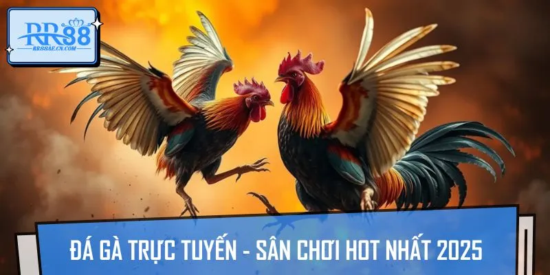 Đôi nét về sảnh đá gà RR88
