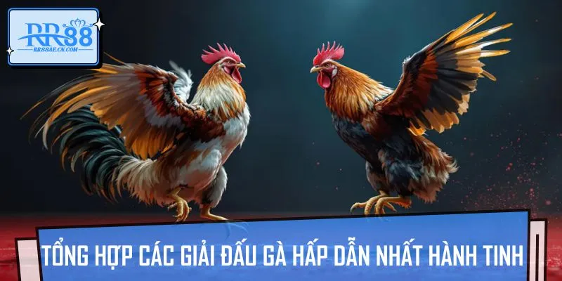 Giải đấu của các chiến kê dũng mãnh luôn gây sự chú ý với bet thủ