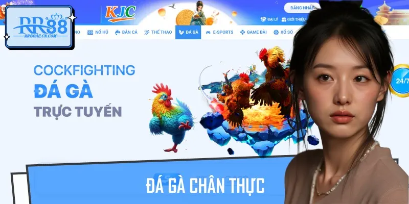 Sảnh đá gà tại RR88 tái hiện lên một không gian cá cược chân thật